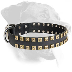 Leather Rottweiler Collar with Stylish Brass Buckle