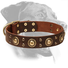 Genuine Leather Rottweiler Collar with Brass Decorations