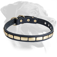 Leather Rottweiler Collar Decorated with Brass Plates
