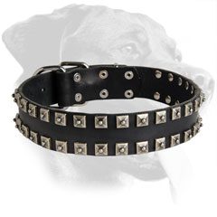 Leather Rottweiler Collar Decorated with Brass Studs
