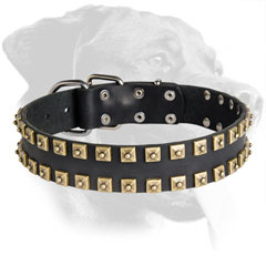 Leather Rottweiler Collar Decorated with Brass Studs