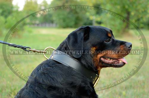 Multi Functional Leather Rottweiler Collar for with Brass D-Ring