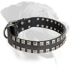 Leather Rottweiler Collar with Riveted Brass Decorations