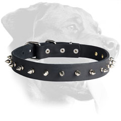 Leather Rottweiler Collar with All-Weather Hardware