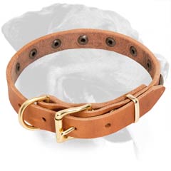 Thin Leather Collar for Rottweiler with Rust Proof Brass Fittings