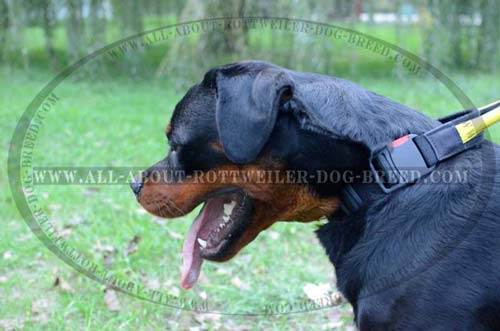 Nylon Dog Collar for Rottweiler with Plastic Quick Release Buckle