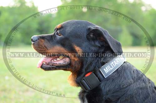 All Weather Nylon Rottweiler Collar with Quick Release Buckle and ID Patches