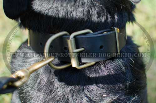 Beautiful Fittings of the Rottweiler Plated Leather Collar
