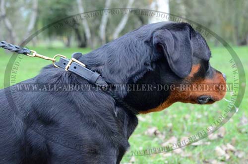 Everyday Braided Leather Dog Collar for Rottweiler