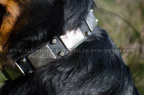 Rottweiler Dog Exclusive Leather Collar with Plates