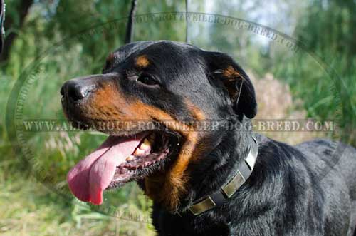 Stunning Rottweiler Breed Leather Collar with Plates