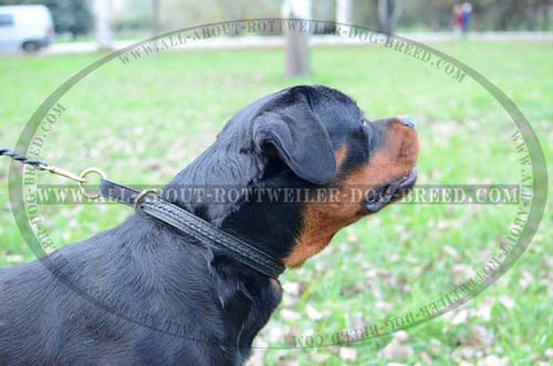 Rottweiler wearing Leather Dog Choke Collar