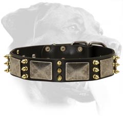 War Rottweiler Leather Dog Collar