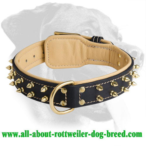 rottweiler leather collars get leather rottweiler collar nappa padding brass spikes rottweiler leather collars get leather rottweiler collar nappa padding brass spikes