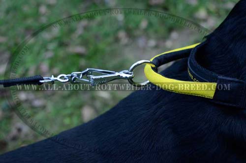 Ring on Handle of Nylon Dog Collar for Lead Attachment