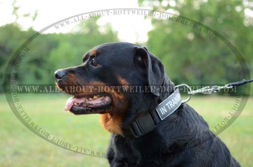 Multipurpose Rottweiler Nylon Dog Collar