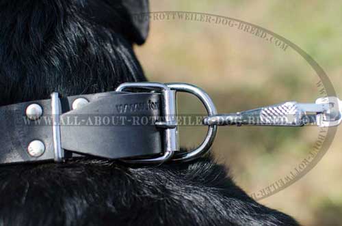 Rottweiler Leather Collar with Rustproof Fittings