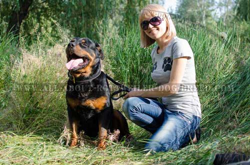 Astonishing Rottweiler Dog Padded Leather Collar