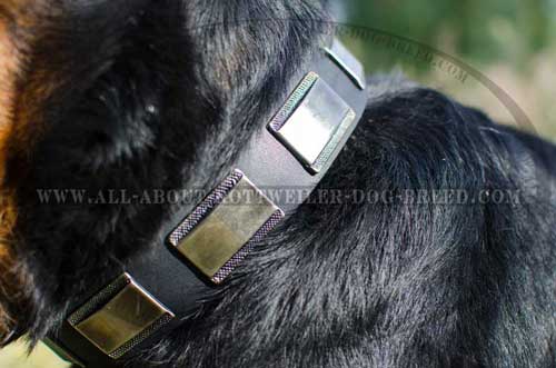 Astonishing Rottweiler Breed Leather Collar