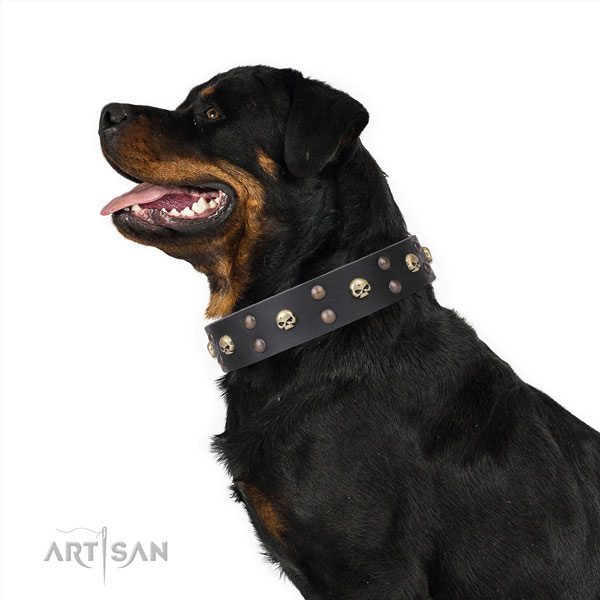 Rottweiler studded full grain natural leather dog collar for walking