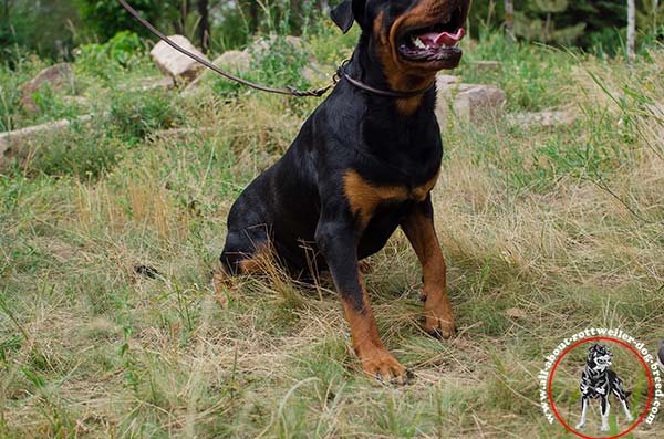 Rottweiler brown leather collar of genuine materials with brass plated fittings improved-control