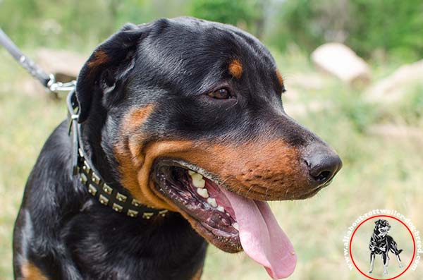 Rottweiler black leather collar snugly fitted with studs for better comfort