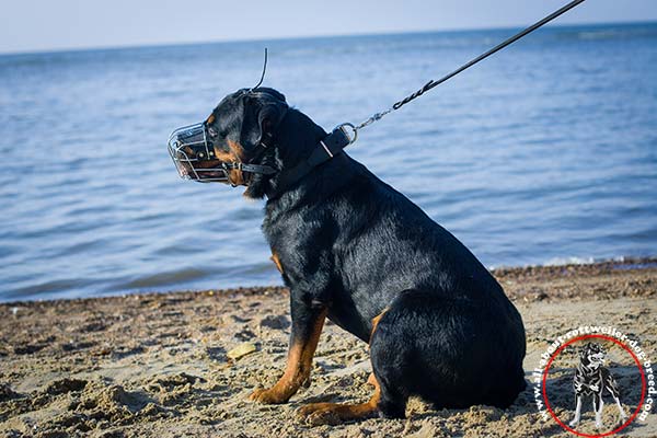 Rottweiler leather collar with rust-resistant fittings quality-control