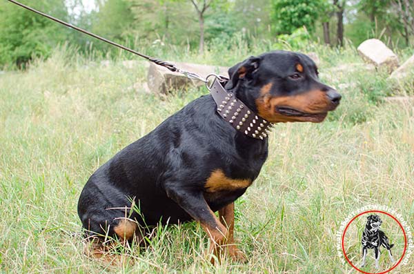 Rottweiler brown leather collar of high quality with d-ring for leash attachment for stylish walks
