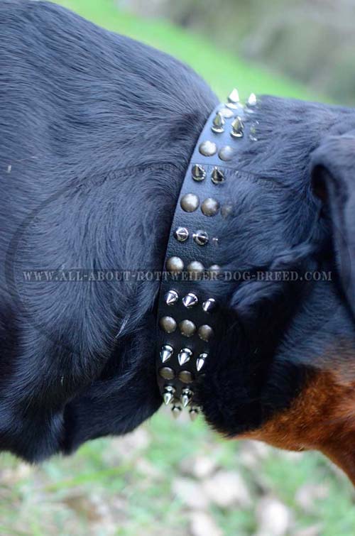 Metal Spikes and Studs on Designer Leather Dog Collar