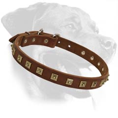 Rottweiler Leather Dog Collar with studs