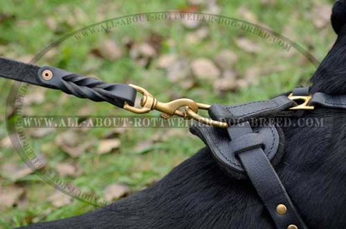 Golden Brass D-Ring on Leather Dog Harness for Easy Attachment of the Leash