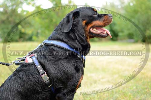 Comfortable American Pride Leather Rottweiler Harness