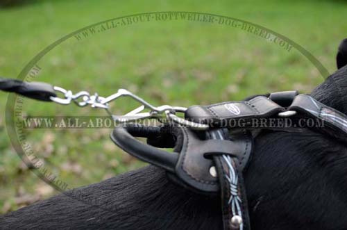 Exclusive Rottweiler Leather Harness