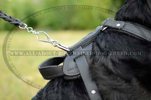 Rust Resistant D-Ring on Back Plate of Leather Dog Harness for Lead Attachment