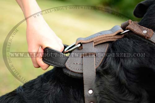 Extra Strong Handle on Multipurpose Leather Dog Harness
