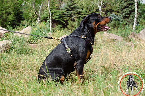 Easy-to-adjust nylon Rottweiler guide harness
