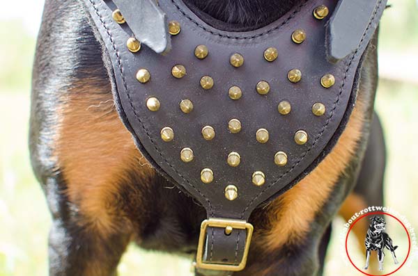 Leather dog harness for Rottweiler with spiked chest plate