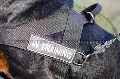 Easy-To-Attach ID Patches and Side D-Ring on Nylon Dog Harness