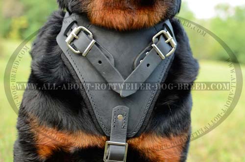 Thick Felt Padded Chest Plate of Training Leather Rottweiler Harness