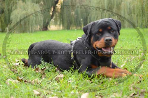 Comfortable Rottweiler Leather Dog Harness