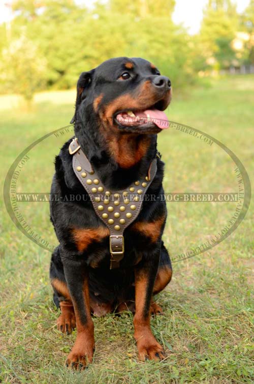 Elegant Leather Rottweiler Harness
