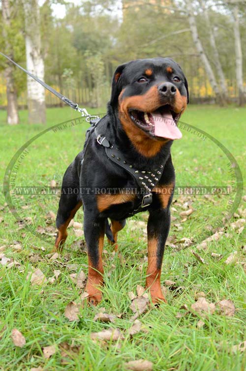 Exclusive Rottweiler Dog Leather Harness