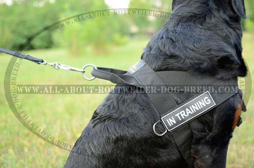 ID Patches and Nickel Rings on Quality Nylon Dog Harness