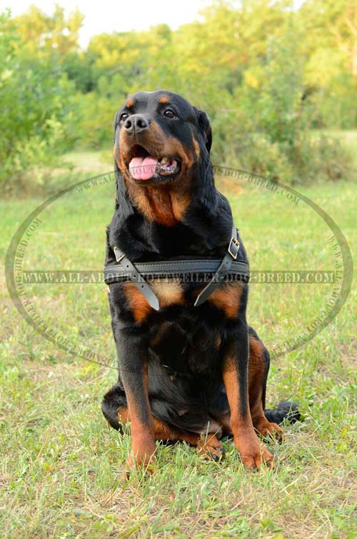 Supreme Quality Leather Dog Harness for Rottweiler