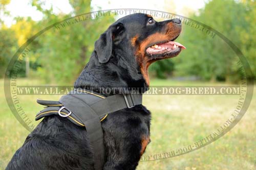 Comfortable Rottweiler Dog Harness