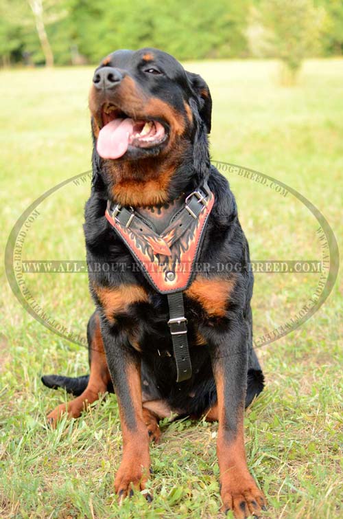 Safe Hand Painted Leather Rottweiler Harness