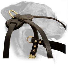 Leather Rottweiler Harness Equipped with Brass D-Rings