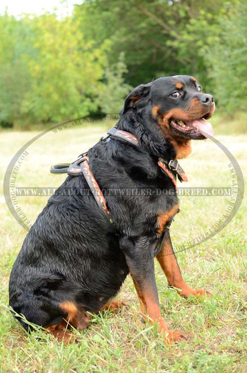 Hand Painted Leather Rottweiler Harness With Easy Adjustable Plates
