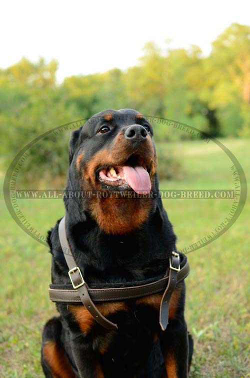 Reliable Leather Dog Harness for Rottweiler Training and Pulling