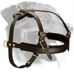 Leather Rottweiler Harness Equipped with Soft Chest Padding